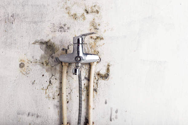 Best Professional Mold Removal  in North Eagle Butte, SD