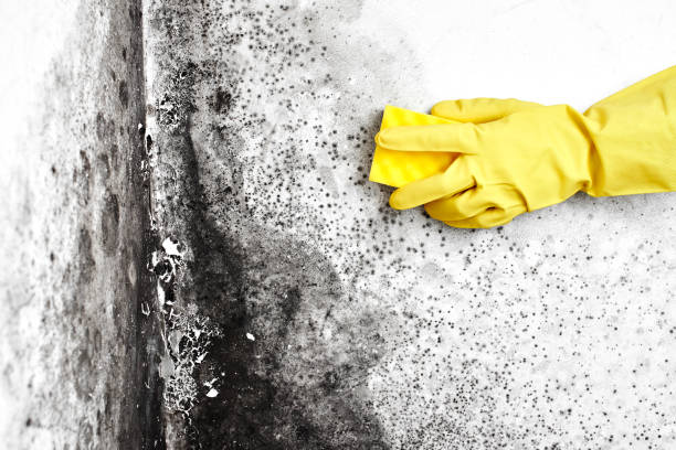 Best Local Mold Removal Service  in North Eagle Butte, SD