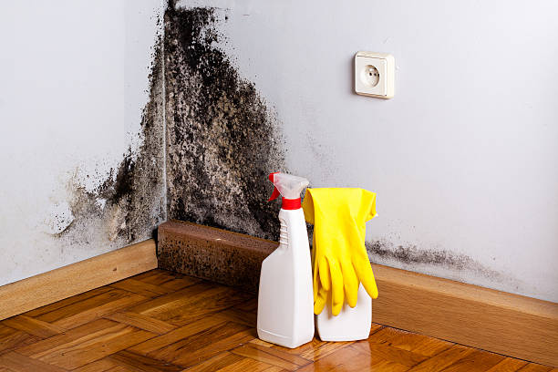 Mold Removal and Inspection in North Eagle Butte, SD