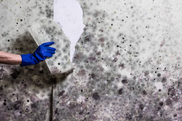 Best Affordable Mold Removal  in North Eagle Butte, SD